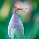 Because I missed last week, I wasn't too concerned about staying on the topic this week (not one I was interested in). The Hocking Photo group took a trip to Bishop Educational Gardens and I got this male Blue Dasher Dragon fly resting on an unopened Lotus blossom.