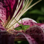 Found this guy hanging out on the lillies earlier this week.