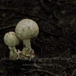 There were quite a few mushrooms sprouting up on the trail to Hidden Cave. #mushroom #52Frames #52project #inthewoods #52frames_negativespace #backgroundblur