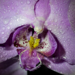 I missed submitting my picture again. I don't know why I get so distracted. I guess I need to not wait till the last minute. LOL I had taken the picture this afternoon, and sat down at the computer after dinner, but before I knew it , it was after midnight. #focusstacked #52frames_water #52project #waterdrops #macro #orchid #lightpainting #forgetful