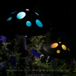 It was interesting taking long exposure shots of these color changing lights. I never knew what color the final image would show as they combined in camera. Solar lights in the garden. #solarlights #mushrooms #color #sonkandoeverywhere #sweepstakes @sonyalpha #52frames #52project