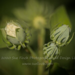 Almost ready to bloom along the banks of Lake Logan. #flowers #buds #52project #52frames #52frames_RuleofOdds #green