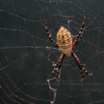 This beauty has taken up residence between our van and the garage. Luckily for her we don't have plans to go anywhere soon. #bandedgardenspider #52project #52frames #gardenspider #spider #orbweaver #spiderweb #yellowspider #52frames_singlefocalpoint