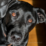 Always so curious and in your face. The only trick with this dog is trying to focus on him when he wants to be right on top of you.