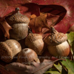 I spent most of the week in the woods and eating camp food, but we were hiking, stumbling and tripping on "food" the whole time we were in the woods so I decided to post some of that food for this weeks challenge. Squirells, turkey, chipmunks, deer and lots of other creatures in the woods will be enjoying this Autumn's bounty.