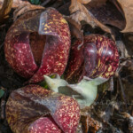 Took a hike out to Christmas Rocks today where one of the earliest native wildflowers is blooming. Often it pushes up through the snow, but on this beautiful warm February day it had no need.