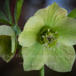 The Helebores have been blooming for a while, but with the huge temperature swings we have been having they are taking a bit of a beating.
